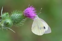 Pieris brassicae