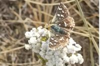 Spialia sertorius