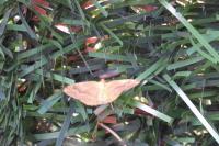 Camptogramma bilineata