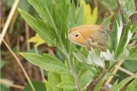 Coenonympha pamphilus