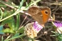 Pyronia tithonus
