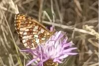 Boloria selene