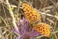 Boloria selene