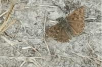 Erynnis tages