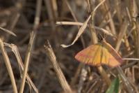Lythria cruentaria