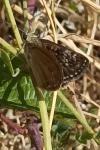 Erynnis tages