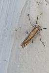 Ancylolomia tentaculella