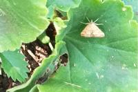 Pyrausta despicata
