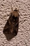 Autographa gamma