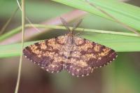 Ematurga atomaria