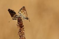 Carcharodus alceae