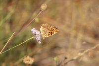 Issoria lathonia