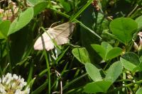 Timandra comae