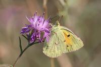 Colias crocea