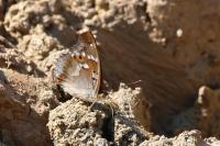 Apatura ilia