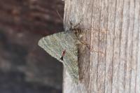 Catocala elocata