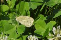 Pieris brassicae