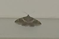 Dysgonia algira