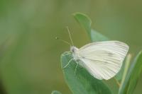 Pieris rapae