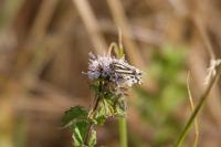 Emmelia trabealis