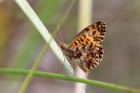 Boloria dia