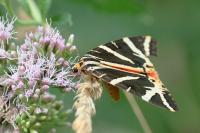 Euplagia quadripunctaria