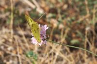 Colias