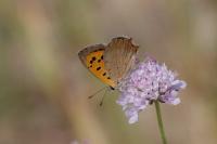 Lycaena phlaeas