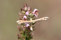 Oxyptilus distans