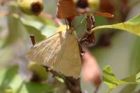 Sitochroa verticalis
