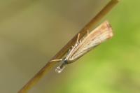 Agriphila straminella