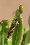 Spiris striata