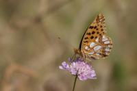 Issoria lathonia