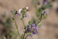 Acontia lucida