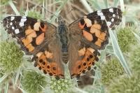Vanessa cardui