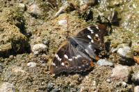 Apatura ilia