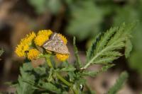 Loxostege sticticalis