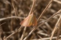 Lythria purpuraria