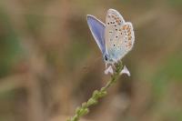 Polyommatus icarus