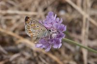 Aricia agestis