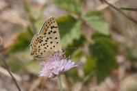 Lycaena tityrus