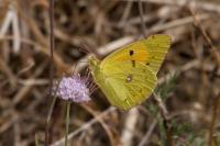 Colias crocea