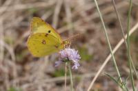 Colias hyale