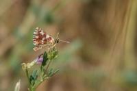 Spialia sertorius