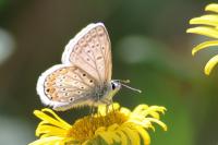 Polyommatus icarus