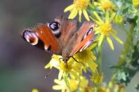 Aglais io