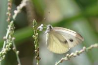 Pieris napi