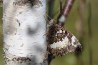 Brintesia circe