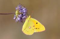 Colias crocea