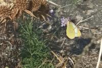 Colias